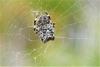 Araneus diadematus